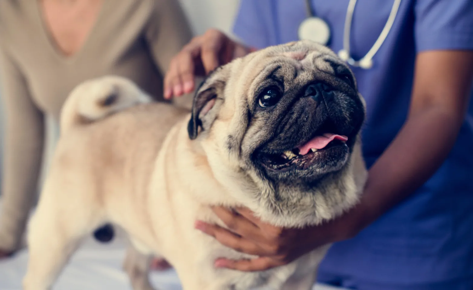 A Pug (Dog) with Two Veterinarians